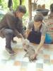 โครงการรณรงค์ป้องกันและควบคุมโรคพิษสุนัขบ้าในตำบลท่าแพ ประจำ